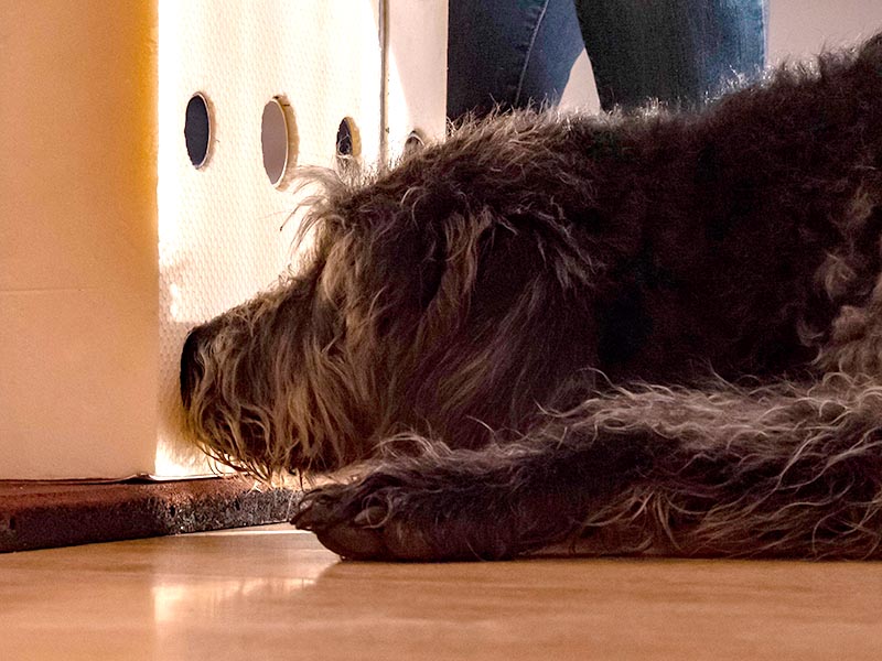 hundeschule-susanne-kohler-bühlerzell - ein hund schnüffelt an einer box mit löchern und trainiert nasenarbeit