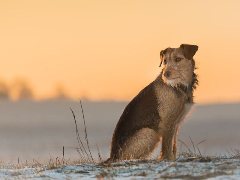 hundeschule-susanne-kohler-bühlerzell - ein hund sitzt im schnee vor dem abendhimmel