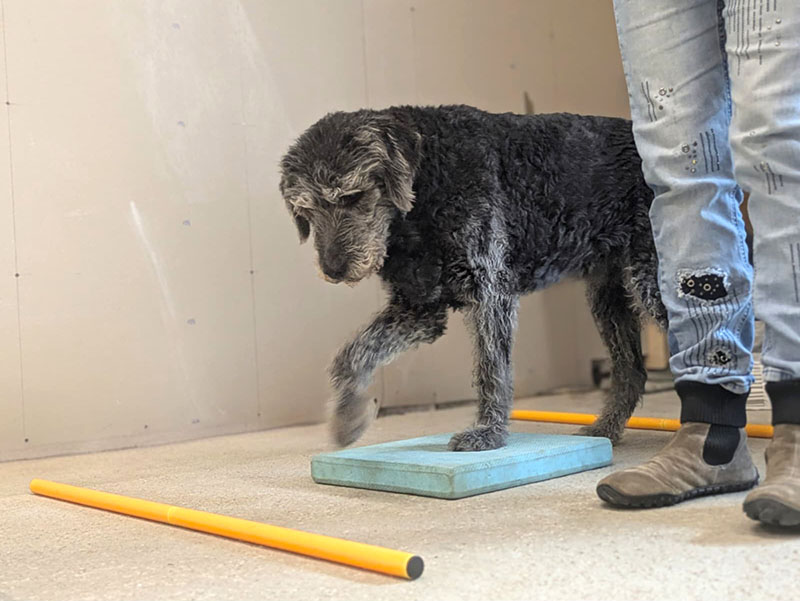 hundeschule-susanne-kohler-bühlerzell - zwei hundefreunde sitzen nebeneinander am waldrand und schauen in die ferne